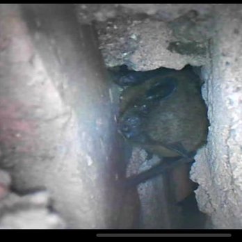 Eklund Duct Cleaning - Found a bat in a chimney during a inspection - Air Duct Cleaning Near Me Eklund Duct Cleaning - Found a bat in a chimney during a inspection - Air Duct Cleaning Near Me