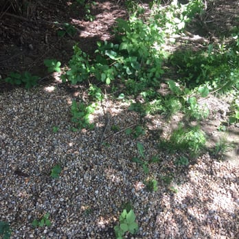 New Age Landscaping & Tree - Weeds! - Tree Services Near Me - Athol, Massachusetts New Age Landscaping & Tree - Weeds! - Tree Services Near Me - Athol, Massachusetts