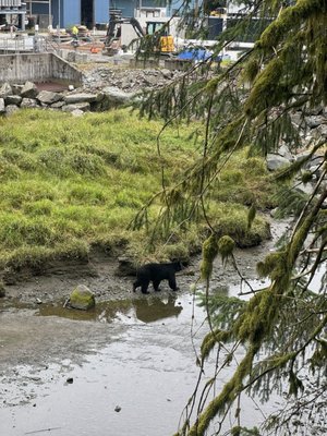 Alaska Rainforest Sanctuary by null