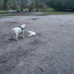 Hundewiese Walter-Möller-Park