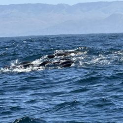 Sub Sea Tours - Sea lions feeding