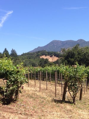 Storybook Mountain Winery by null