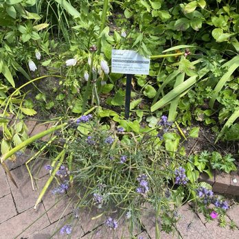 Brooklyn Botanic Garden - Lavender - Botanical Gardens Near Me - Brooklyn, New York Brooklyn Botanic Garden - Lavender - Botanical Gardens Near Me - Brooklyn, New York