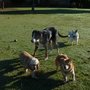 Photo of Four Paws Ranch
