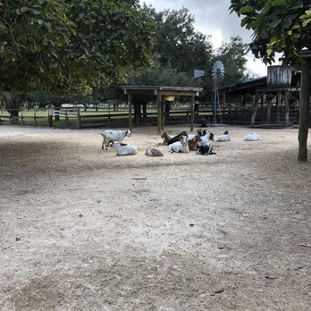 Amelia Earhart Park - Petting zoo area - Parks Near Me - Hialeah, Florida Amelia Earhart Park - Petting zoo area - Parks Near Me - Hialeah, Florida