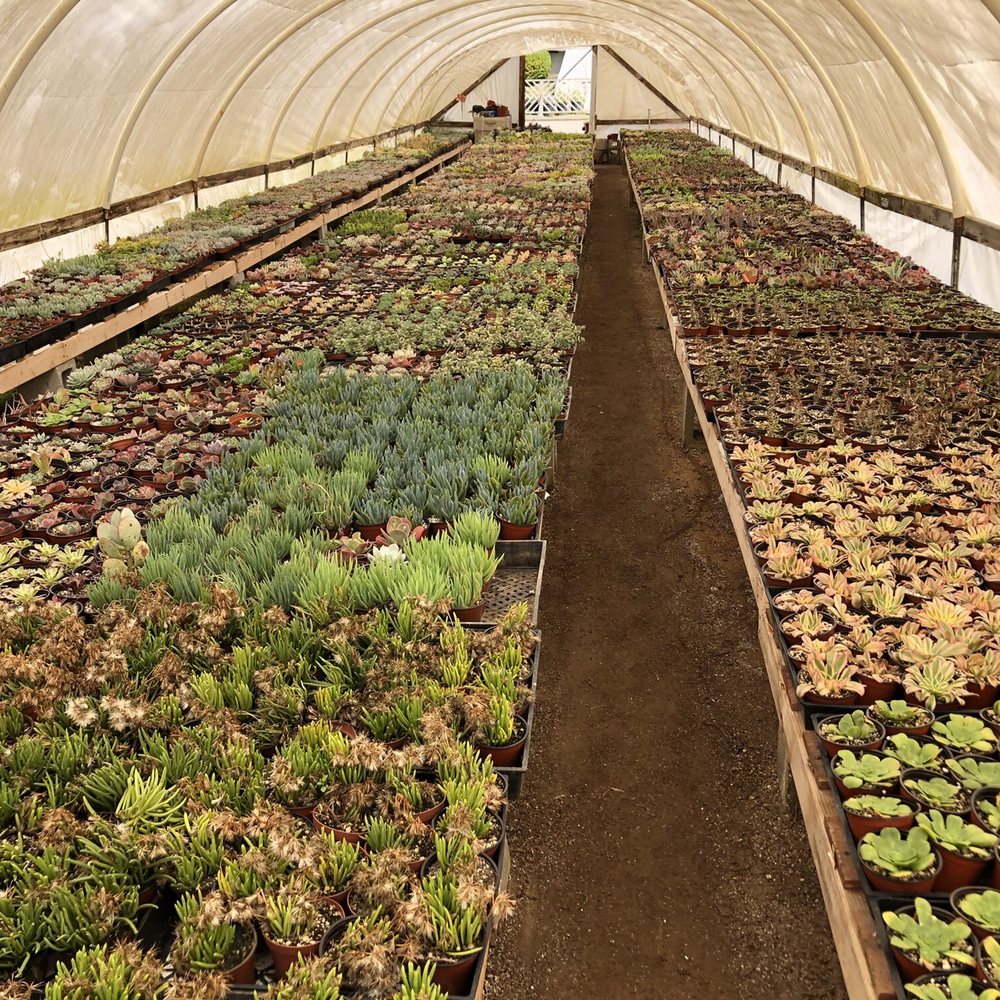 Rojas Succulents and Cacti - Nurseries & Gardening Near Me - Fallbrook, California