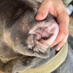 Canine & Company - A Pet Spa