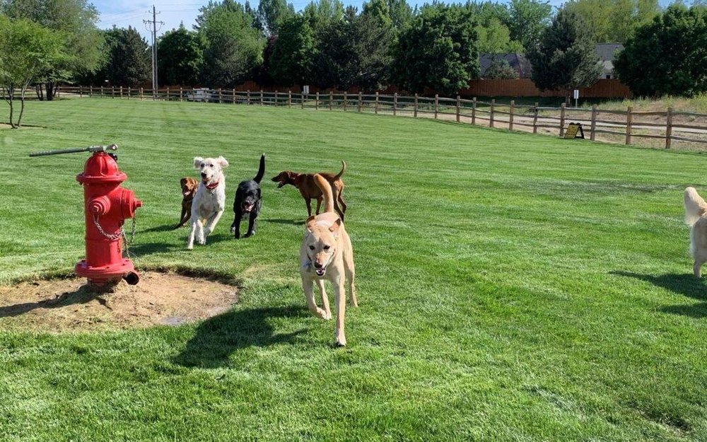 House and Hound Care Pet Sitting - pet boarding facility in Tampa Bay, FL