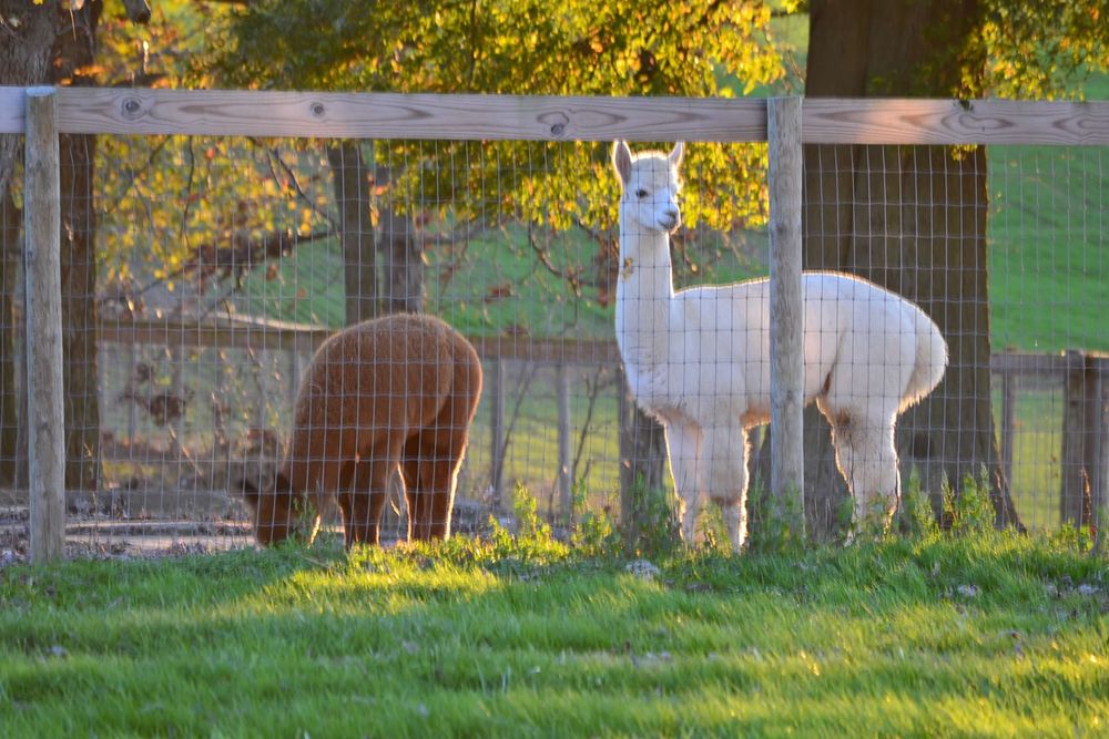 Tag Along Alpacas Logo