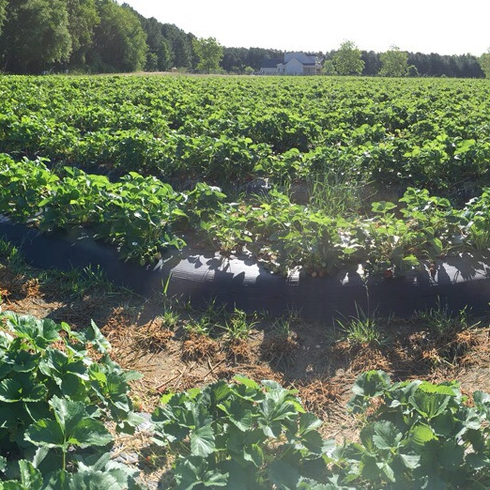 The Collard Patch - A panorama of the farm - Pick Your Own Farms Near Me - Wake Forest, North Carolina The Collard Patch - A panorama of the farm - Pick Your Own Farms Near Me - Wake Forest, North Carolina