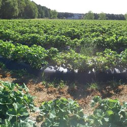 The Collard Patch - A panorama of the farm