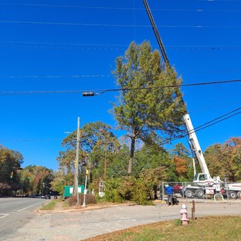 Tree Men Services - Tree Services Near Me - Raleigh, North Carolina Tree Men Services - Tree Services Near Me - Raleigh, North Carolina