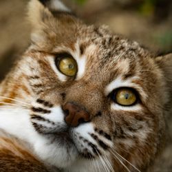 Red Wolf Sanctuary