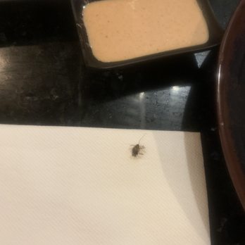 Fuji Grill - Baby roach that crawled out of my salad! - Japanese Near Me - Niagara Falls, New York Fuji Grill - Baby roach that crawled out of my salad! - Japanese Near Me - Niagara Falls, New York