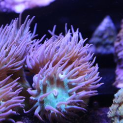 A World of Fish