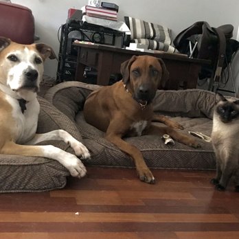 Feed Pet Purveyor - Riley, Buma and Gus Gus - Pet Stores Near Me - Tampa, Florida Feed Pet Purveyor - Riley, Buma and Gus Gus - Pet Stores Near Me - Tampa, Florida