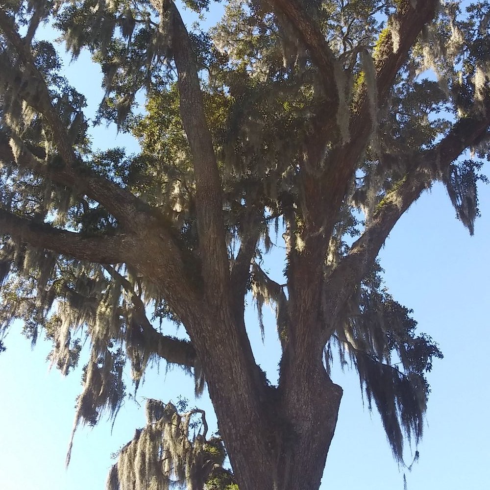 Sunbury Crab - Mossfilled tree - Seafood Near Me - Midway, Georgia Sunbury Crab - Mossfilled tree - Seafood Near Me - Midway, Georgia
