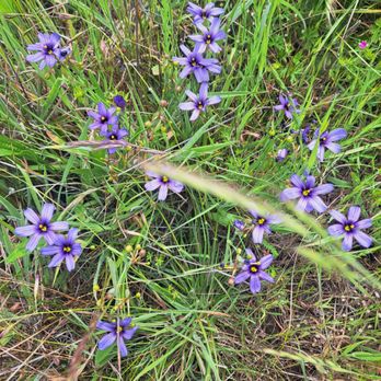 Estero Trail - Wildflowers - Hiking Near Me - Point Reyes Station, California Estero Trail - Wildflowers - Hiking Near Me - Point Reyes Station, California