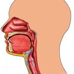 SA Adult Speech Therapy Neuro & Swallowing Rehab