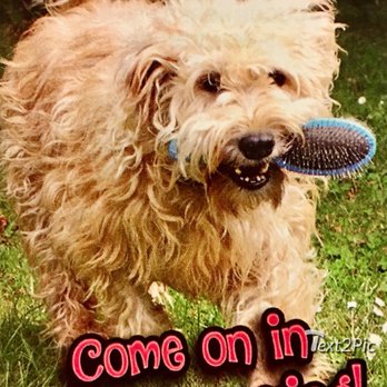 burlane cat and dog boutique