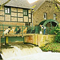 Hundeschule Hundepension Hubert Faßbender