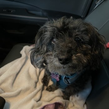 Bow Wow Groomers - BEFORE... - Pet Groomers Near Me - Cypress, California Bow Wow Groomers - BEFORE... - Pet Groomers Near Me - Cypress, California