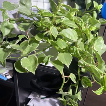 Paula's Plants & Projects - Cupid peperomia - Nurseries & Gardening Near Me - Kaneohe, Hawaii Paula's Plants & Projects - Cupid peperomia - Nurseries & Gardening Near Me - Kaneohe, Hawaii