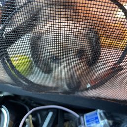 Bella Joy on her way home, post-spay procedure. Bella Joy on her way home, post-spay procedure.