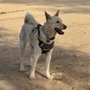 Photo of Griffith Park Dog Park