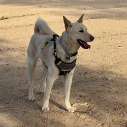 Griffith Park Dog Park - James at the Griffith Park dog park