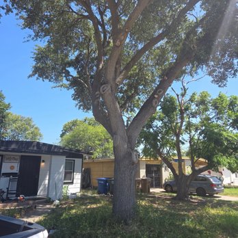 Kalbfleisch & Sons - Front yard after trimming! - Tree Services Near Me - Corpus Christi, Texas