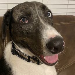 DOGTOPIA OF SOUTH CHANDLER - Updated June 2026 - 69 Photos & 31