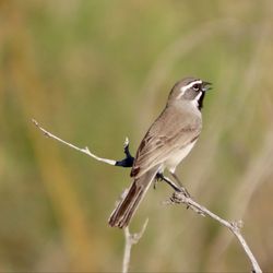 Ash Meadows National Wildlife Refuge Visitor's Center - Black throated sparrows everywhere.