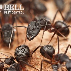 Bell Pest Control