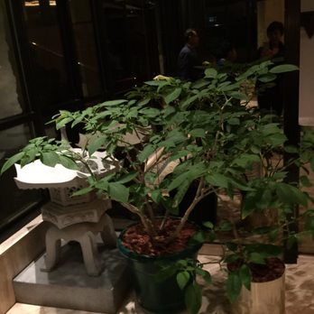 Kiku Alpine Restaurant - Very traditional Japanese looks. - Japanese Near Me - Alpine, New Jersey