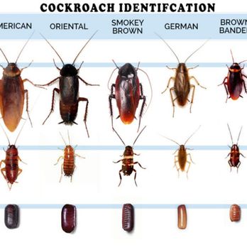 Little Buggers Pest Control - Pest Control Near Me - Henderson, Nevada