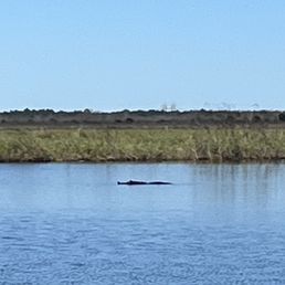 Alligator Alligator