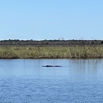Twister Airboat Rides - Alligator - Seafood Near Me - Cocoa, Florida Twister Airboat Rides - Alligator - Seafood Near Me - Cocoa, Florida