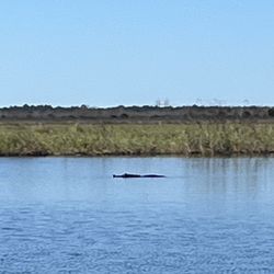 Twister Airboat Rides - Alligator