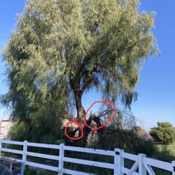 Turf-N-Tree