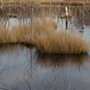 Photo of Stimmung im Moor