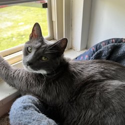 North Crossing Apts - Cat window