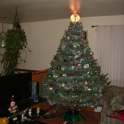 Kline's Tree Farm & Nursery - Our perfect Christmas tree from Kline's