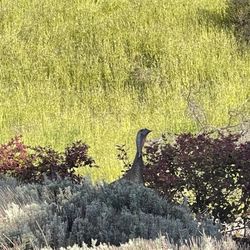 580 Executive Center - Turkey, wildlife, parking lot