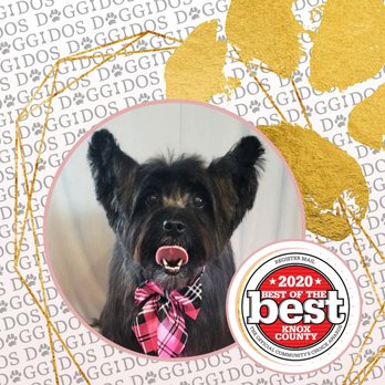 Doggidos - Pet Groomers Near Me - Galesburg, Illinois Doggidos - Pet Groomers Near Me - Galesburg, Illinois