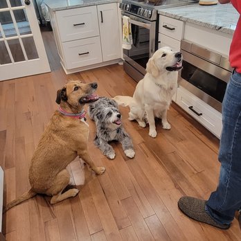 Pet Care by A Step Above and Beyond - Pet Sitting Near Me - Fairport, New York Pet Care by A Step Above and Beyond - Pet Sitting Near Me - Fairport, New York