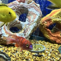Cichlids Cichlids