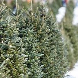 Purinton Family Tree Farm