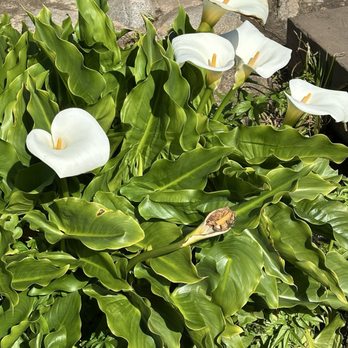 Calla Lily Valley - Parks Near Me - Carmel-By-The-Sea, California Calla Lily Valley - Parks Near Me - Carmel-By-The-Sea, California