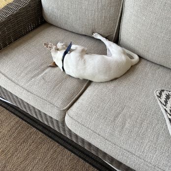 Cookies N Clean - Pets - Pet Groomers Near Me - Phoenix, Arizona Cookies N Clean - Pets - Pet Groomers Near Me - Phoenix, Arizona